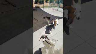 A212073  Treeing Walker Coonhound Located at the Merced County Animal Shelter in California [upl. by Sterne]