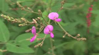 アレチヌスビトハギDesmodium paniculatum 01170829ガイコツ山 [upl. by Berner13]