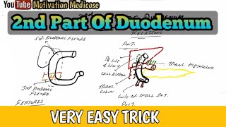 2nd Part Of Duodenum Abdomen [upl. by Liscomb]