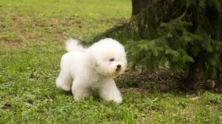 Why the Bichon Frise Is the Perfect Companion Dog [upl. by Alyks803]