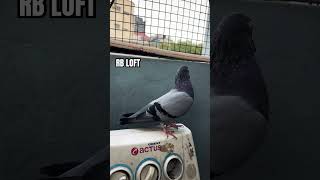 tumbler pigeon’s bangalore rbloft sabja goldshade love [upl. by Fayth]