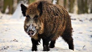 Hunting Giant Wild Boar in Hungary [upl. by Tiernan]