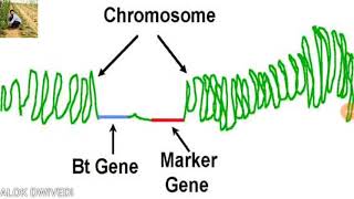 Genetic Marker RFLP AFLP AND RAPDSSR SNPs [upl. by Nanon]