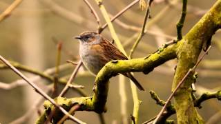 Dunnock Prunella modularis  Heckenbraunelle 07 [upl. by Odey95]