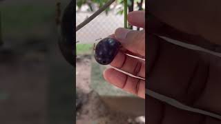 Jambolan plum picking  sweet fruit usa fruitworld fruit fruitsworld satisfying fruitcutting [upl. by Ttesil456]