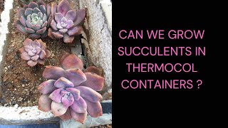 CAN WE GROW SUCCULENTS IN THERMOCOL CONTAINERS  SUCCULENT CARE TIPS [upl. by Inaffyt]