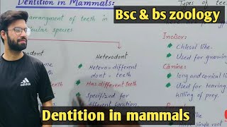 Dentition in mammals class bsc and bs zoology  mammals dentition class bsc and bs zoology [upl. by Ylirama]