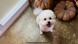 Bichon Frise Vlog  호둥이네집 리모델링 중  호두랑 6번째 추석맞이 [upl. by Aigil485]