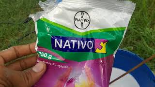 Bayer NATIVO how to use in paddy [upl. by Aidroc]