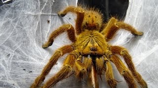 タランチュラの怒らせ方 Very angry（Pterinochilus murinus） [upl. by Nosemaj326]