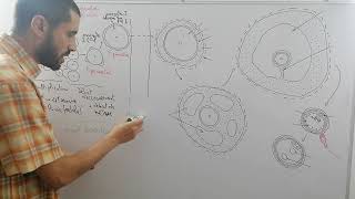 Ovogenèse et folliculogenèse Avec Soustitres  SVT BAC [upl. by Pinsky569]