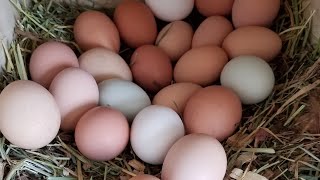 Collecting Eggs on the Homestead over 200 chickens [upl. by Bensen973]