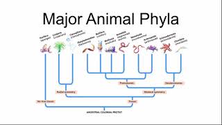 Major Animal Phyla [upl. by Yv]