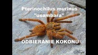 Pterinochilus murinus usambara 🕷 agresja odbieranie kokonu przekładanie i L1  spidersonlinepl [upl. by Hayotal]