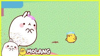 Molang  Little peckish  Season 2 Episodes [upl. by Yud]