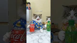 Bottle experiment 🧪shorts funny cat pets [upl. by Enna]