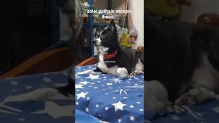 Evalavu periya maathira animals pets pet pet vlog dog lovers petcare tabletshorts tamil [upl. by Hanshaw]