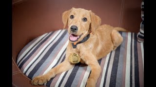 Emme  Miniature Labradoodle x Labrador puppy  5 Weeks Residential Dog Training [upl. by Layla]