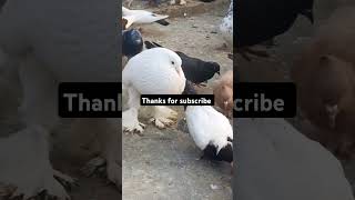 Pigeons in the world  viral video [upl. by Jenda]