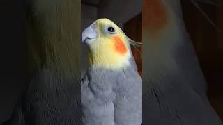 Calopsita cantando😍 calopsitas calopsita calopsitaassobiando cockatiels calopsitamansa [upl. by Assilen313]