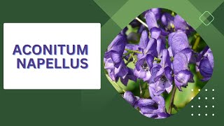 Aconitum Napellus  Materia Medica  Homoeopathy  MateriaMedicaSpotlight [upl. by Aseral962]