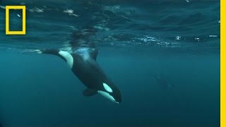 Nat Geo Wild  Killer Whale Documentary  National Geographic Documentary [upl. by Aidualk254]