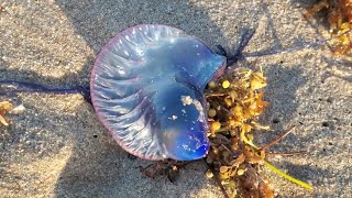 Why Portuguese Man O War Are So Dangerous Venomous Beauty 💙 [upl. by Ladiv]