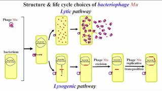 DNA Transposons [upl. by Carnay]