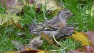 Female Brambling [upl. by Strenta]