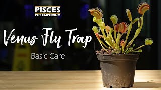 How to Care for the Venus Fly Trap [upl. by Ynamrej]