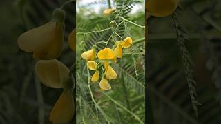 Sesbania with yellow flowers that can be used for a variety of purposes [upl. by Dominick382]