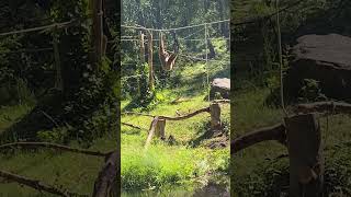 WhiteHanded Gibbon Hanging and Eating at Kolmarden Zoo Sweden  SashelAdventures [upl. by Nesahc610]