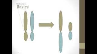 Robertsonian Translocation Basics [upl. by Lock]