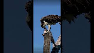 Eagle eating fish linch eagles viralyoutubeshorts [upl. by Enybor]