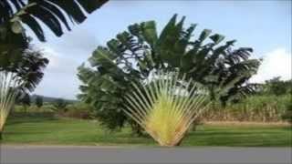 Árvoredoviajante Ravenala madagascariensis [upl. by Corsetti]