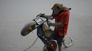 Monkey Riding a Motorcycle in Jakarta Indonesia  Velvet Culture [upl. by Suckow]