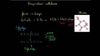 Introduction à la respiration cellulaire [upl. by Ranita120]