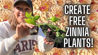 Propagating Zinnias  Rooted Plants in 3 Weeks How to Propagate Zinnia Flowers from Side Shoots [upl. by Berenice428]