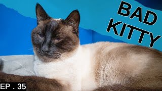 Siamese cat almost ruined our vacation we almost came home early [upl. by Wendell]