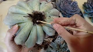 how to save succulent plants from insect larvae eating their roots patsy garden💝 [upl. by Nedla]