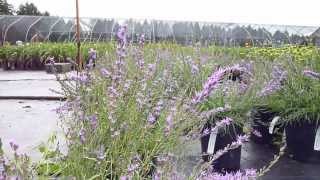 Liatris microcephala Buzzing [upl. by Toor]