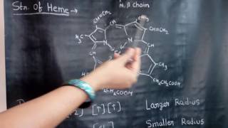 Structure of Haemoglobin [upl. by Niltac]