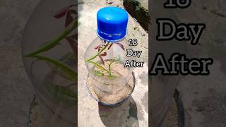 How to grow rose flower plant shorts [upl. by Hallerson]