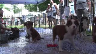 SALON DU CHIOT 2019 à FONTAINEBLEAU 77 [upl. by Annaes]