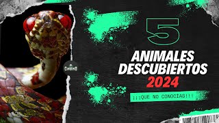 Top 5 animales descubiertos en 2024 que No Conocías [upl. by Aihsad]