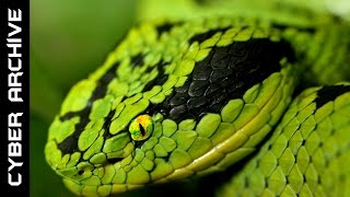 15 Most Venomous Snakes in the World [upl. by Lynnworth]