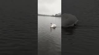 Linlithgow Swan 17th Jan 2024 shorts shortswithcamilla [upl. by Carbrey]