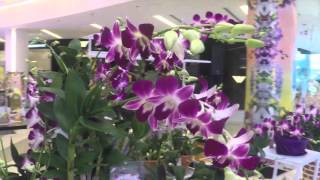 Thailands Orchid Aerides crassifolia [upl. by Nador]