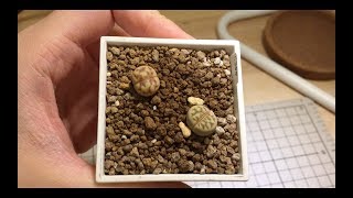 Lithops dorotheae C300 [upl. by Alleciram]