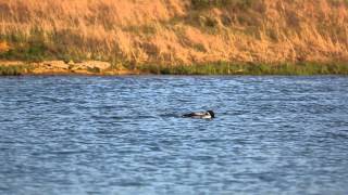 Loon on a Kentucky lake [upl. by Gladwin]